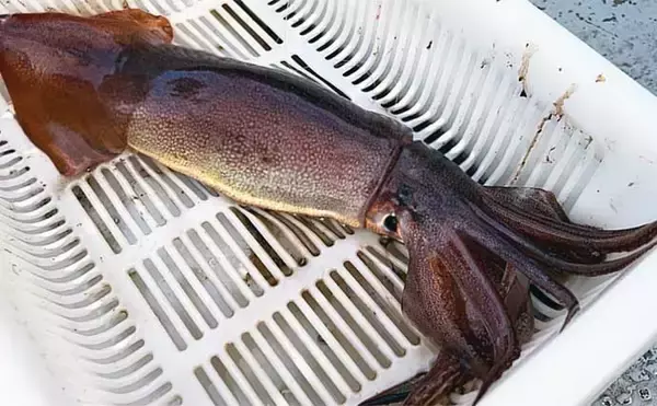 「富山湾スルメイカ釣りで2桁釣果【シーアース】コンビニ割り箸で作ったツノが的中？」の画像