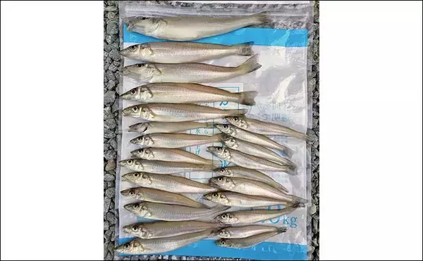 「香良洲海岸での投げキス釣りで16cm頭に24匹キャッチ【三重】6連掛けも達成」の画像