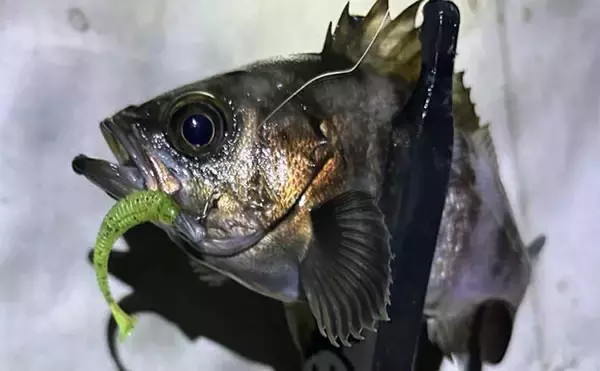 メバリングに【ブラックバス用ルアー流用】のススメ　ダウンショットリグは海でも有効！