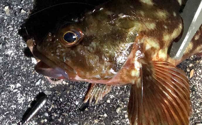 メバリングに【ブラックバス用ルアー流用】のススメ　ダウンショットリグは海でも有効！