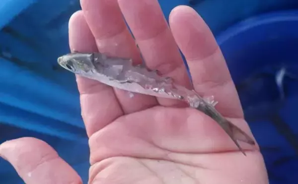 「部分解禁の鹿島沖ヒラメ釣りでトップ7匹！【大春丸】ゲストにマハタとイナダ」の画像