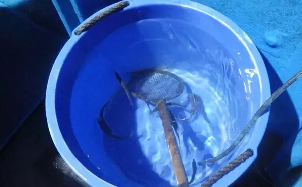 「部分解禁の鹿島沖ヒラメ釣りでトップ7匹！【大春丸】ゲストにマハタとイナダ」の画像