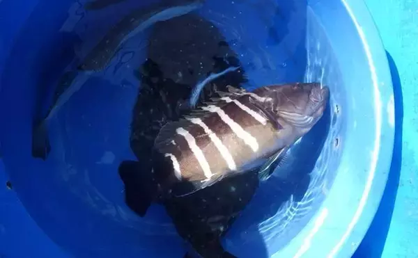 「部分解禁の鹿島沖ヒラメ釣りでトップ7匹！【大春丸】ゲストにマハタとイナダ」の画像