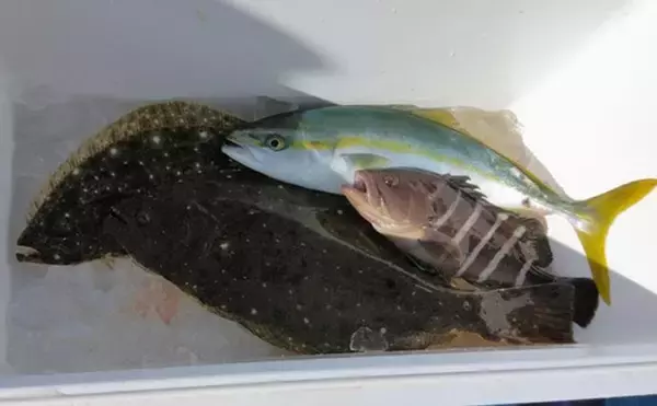「部分解禁の鹿島沖ヒラメ釣りでトップ7匹！【大春丸】ゲストにマハタとイナダ」の画像