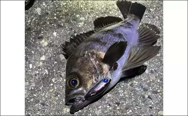 「「極細PEラインの寿命はどのくらい？」0.1号〜0.3号の使い方＆使い分け方も解説」の画像