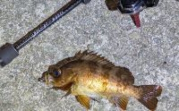 夜中のライトルアー釣行で20cm級メバルと対面成功！【兵庫】藻場狙いが的中