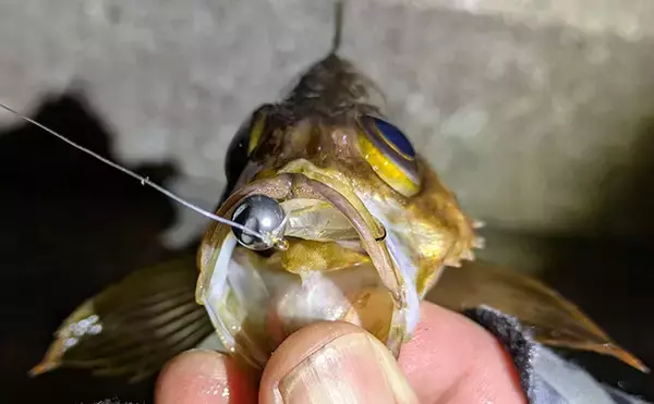 「夜中のライトルアー釣行で20cm級メバルと対面成功！【兵庫】藻場狙いが的中」の画像