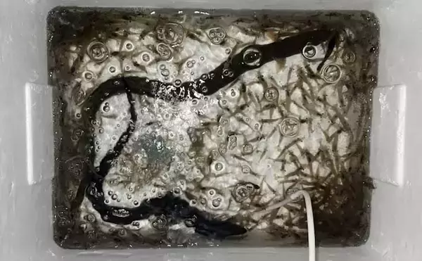 河川でのブッコミ釣りで60cm超え「天然ウナギ」キャッチに成功！【筏川・愛知】