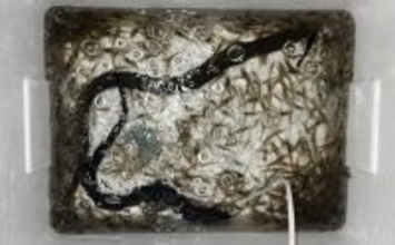 河川でのブッコミ釣りで60cm超え「天然ウナギ」キャッチに成功！【筏川・愛知】