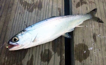 「解禁直後のヒメマスを狙う！」西湖でのボート釣りで24cm頭に本命10尾【山梨】