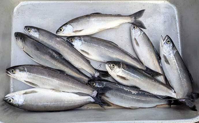 「解禁直後のヒメマスを狙う！」西湖でのボート釣りで24cm頭に本命10尾【山梨】