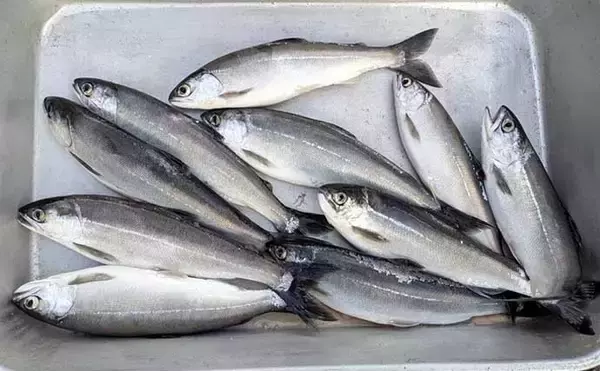 「「解禁直後のヒメマスを狙う！」西湖でのボート釣りで24cm頭に本命10尾【山梨】」の画像