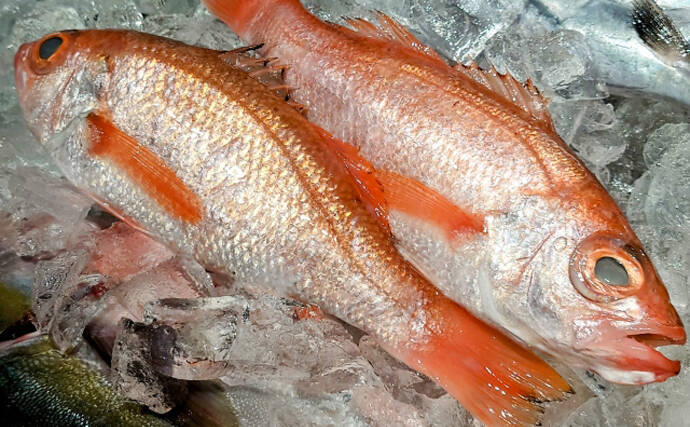 アカムツ（ノドグロ）の喉が黒い理由　消化器から光が漏れるのを防ぐため？