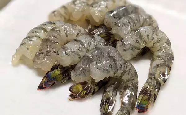 「「2025年は大型エビが狙える！」浜名湖『えびすき漁体験』でクルマエビ100匹をゲット！」の画像