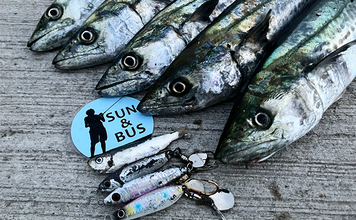 「秋の青物シーズンが本番突入!」大阪南港魚つり園でのショアジギングでサゴシ連発!