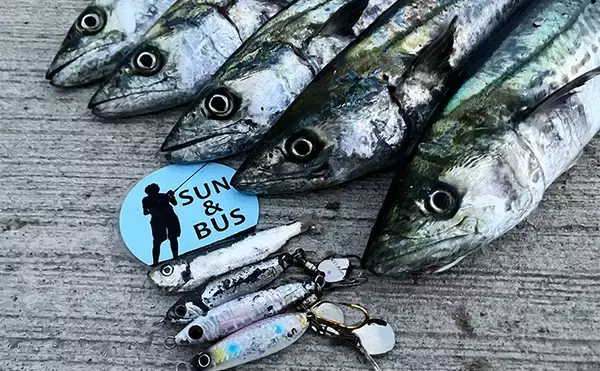 「秋の青物シーズンが本番突入！」大阪南港魚つり園でのショアジギングでサゴシ連発！