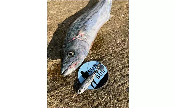 「「秋の青物シーズンが本番突入！」大阪南港魚つり園でのショアジギングでサゴシ連発！」の画像