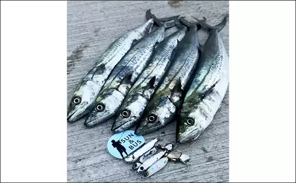 「「秋の青物シーズンが本番突入！」大阪南港魚つり園でのショアジギングでサゴシ連発！」の画像