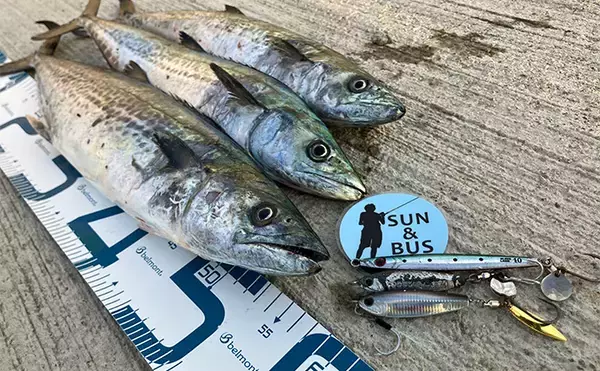 「「秋の青物シーズンが本番突入！」大阪南港魚つり園でのショアジギングでサゴシ連発！」の画像