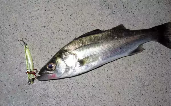 干潟エリアのバチ抜けシーバス徹底解説 【狙うポイント・使うルアー・釣り方】