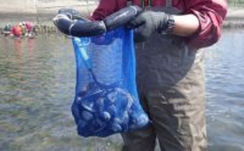 江戸川河口での潮干狩りで大型ホンビノス貝28個ゲット　ゲストにアサリも