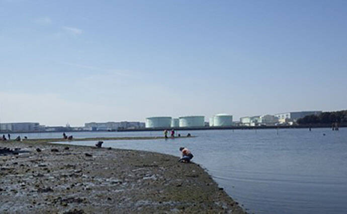 江戸川河口での潮干狩りで大型ホンビノス貝28個ゲット　ゲストにアサリも