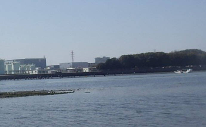 江戸川河口での潮干狩りで大型ホンビノス貝28個ゲット　ゲストにアサリも