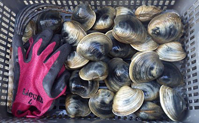 江戸川河口での潮干狩りで大型ホンビノス貝28個ゲット　ゲストにアサリも