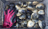 「江戸川河口での潮干狩りで大型ホンビノス貝28個ゲット　ゲストにアサリも」の画像5