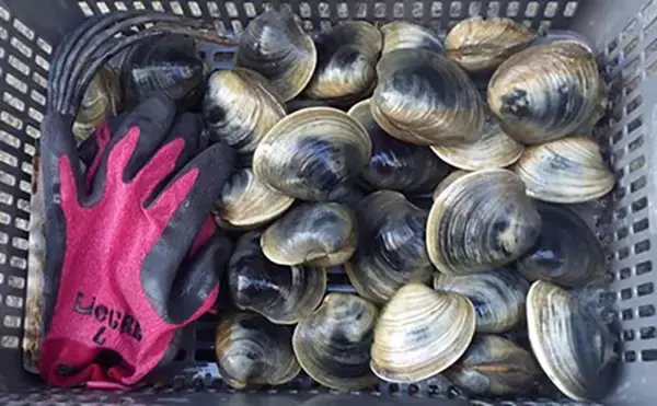 「江戸川河口での潮干狩りで大型ホンビノス貝28個ゲット　ゲストにアサリも」の画像