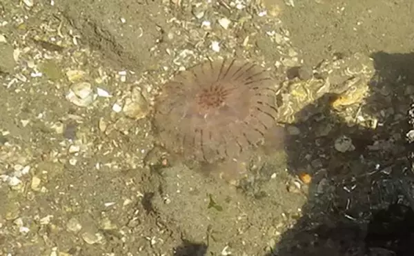 「江戸川河口での潮干狩りで大型ホンビノス貝28個ゲット　ゲストにアサリも」の画像