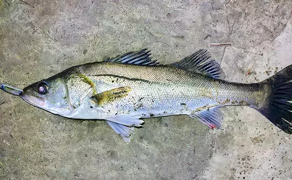 春の内房河川で63cm頭にシーバス5匹の数釣り達成！ ベイトとレンジの見極めが肝