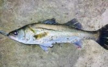 春の内房河川で63cm頭にシーバス5匹の数釣り達成！ ベイトとレンジの見極めが肝