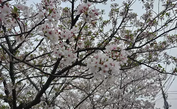 「春の内房河川で63cm頭にシーバス5匹の数釣り達成！ ベイトとレンジの見極めが肝」の画像