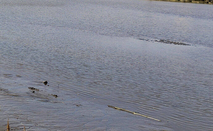 春の内房河川で63cm頭にシーバス5匹の数釣り達成！ ベイトとレンジの見極めが肝