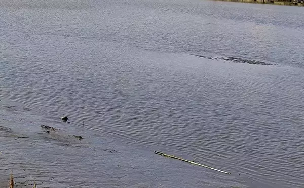 「春の内房河川で63cm頭にシーバス5匹の数釣り達成！ ベイトとレンジの見極めが肝」の画像