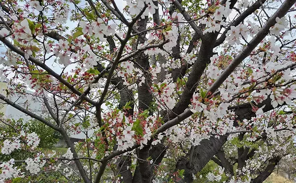 「春の内房河川で63cm頭にシーバス5匹の数釣り達成！ ベイトとレンジの見極めが肝」の画像