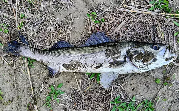 「春の内房河川で63cm頭にシーバス5匹の数釣り達成！ ベイトとレンジの見極めが肝」の画像