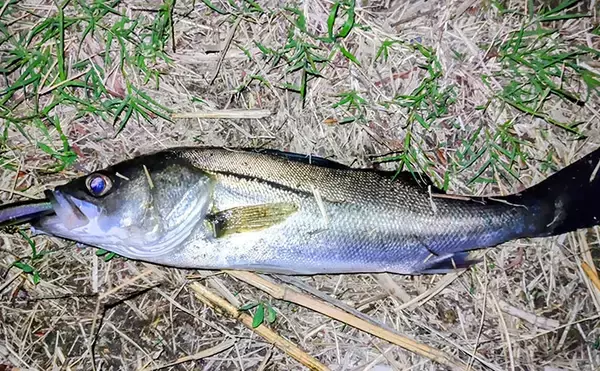 「春の内房河川で63cm頭にシーバス5匹の数釣り達成！ ベイトとレンジの見極めが肝」の画像