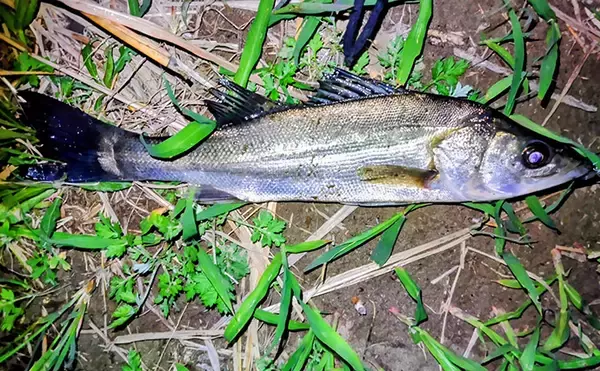 「春の内房河川で63cm頭にシーバス5匹の数釣り達成！ ベイトとレンジの見極めが肝」の画像