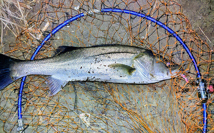 春の内房河川で63cm頭にシーバス5匹の数釣り達成！ ベイトとレンジの見極めが肝