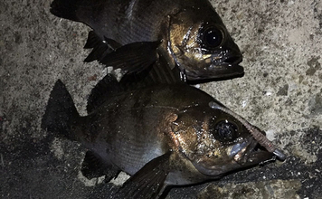 梅雨にメバルが釣れなくなる理由とは？　「魚が消えた」と感じる原因と攻略法を解説