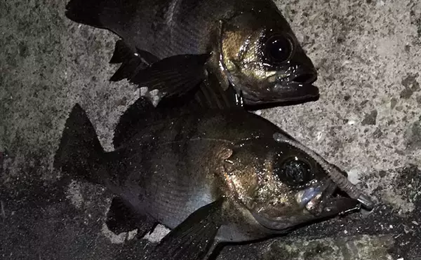 梅雨にメバルが釣れなくなる理由とは？　「魚が消えた」と感じる原因と攻略法を解説