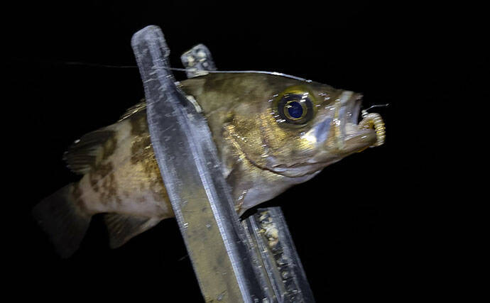 梅雨にメバルが釣れなくなる理由とは？　「魚が消えた」と感じる原因と攻略法を解説