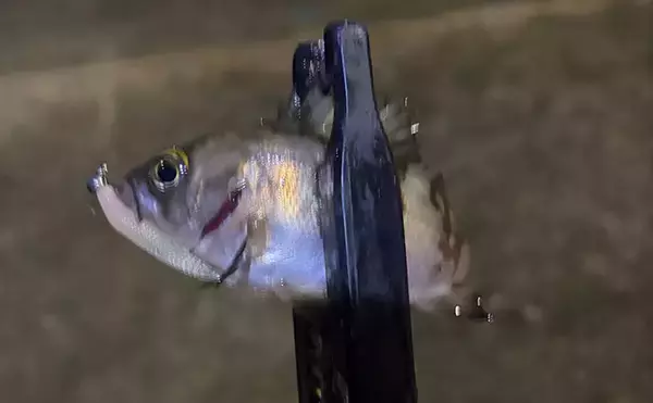 「梅雨にメバルが釣れなくなる理由とは？　「魚が消えた」と感じる原因と攻略法を解説」の画像