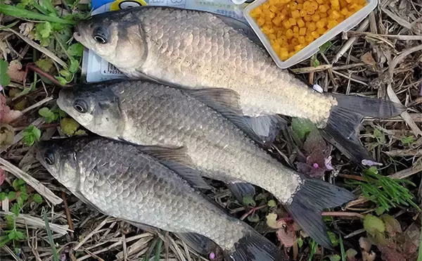 春の乗っ込みマブナ（ギンブナ）釣り解説 【仕掛け・エサ・ポイント選び方・釣り方】