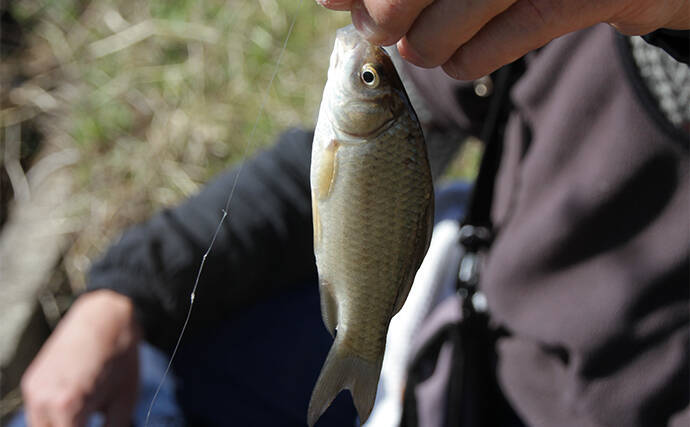春の乗っ込みマブナ（ギンブナ）釣り解説 【仕掛け・エサ・ポイント選び方・釣り方】