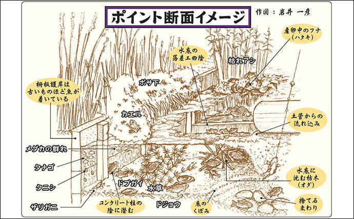 春の乗っ込みマブナ（ギンブナ）釣り解説 【仕掛け・エサ・ポイント選び方・釣り方】