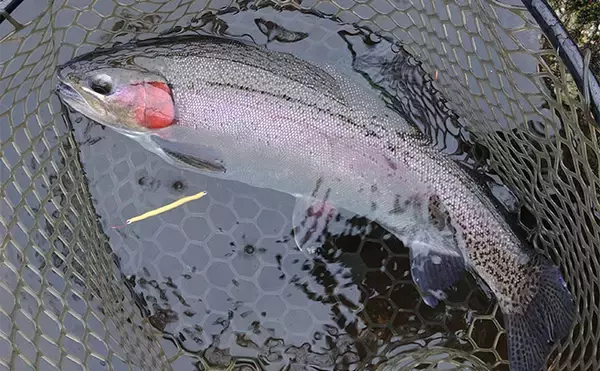 「雨の平谷湖フィッシングスポットでエリアトラウト釣行【岐阜】エキスパートエリアで大型トラウト連発」の画像