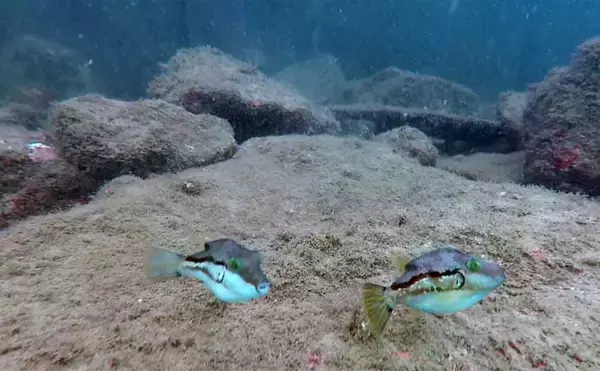 「「西伊豆の漁港で家族釣行！」オオモンハタやメジナなど多彩な魚種で五目釣り満喫【静岡・田子港】」の画像